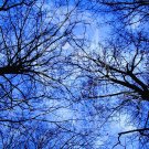 Through The Trees