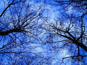 Through The Trees