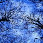 Through The Trees