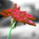 Rose Of A Different Color