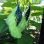 Neon Yellow & Blue Polka Dot Feather Earrings