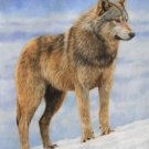 WOLF New DAVID STRIBBLING limited edition print