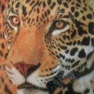 SET of 5 DAVID STRIBBLING Wildlife Limited Edition Prints