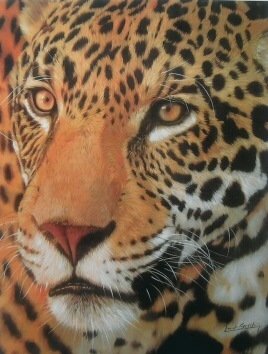 SET of 5 DAVID STRIBBLING Wildlife Limited Edition Prints