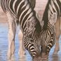 SET of 5 DAVID STRIBBLING Wildlife Limited Edition Prints
