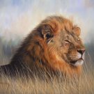 LION New DAVID STRIBBLING Limited Edition Wildlife Print