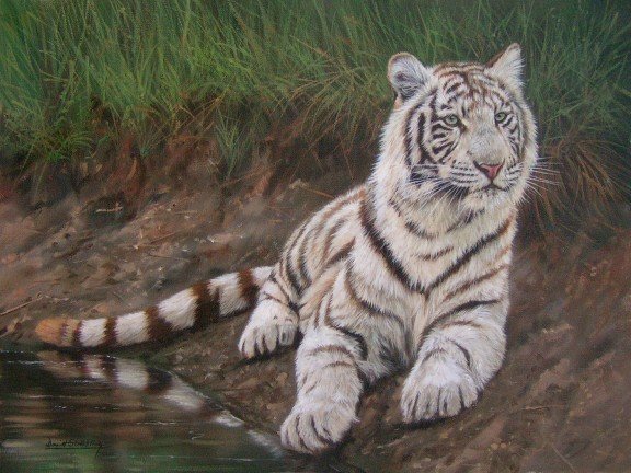 WHITE TIGER New DAVID STRIBBLING Ltd Ed Wildlife Print.