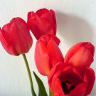 A flower grows