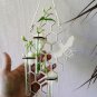honeycomb-hanging propagation station-Wall-bee-Bud Vase-Plant-flower-modern-art