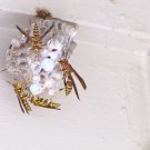 Bees
