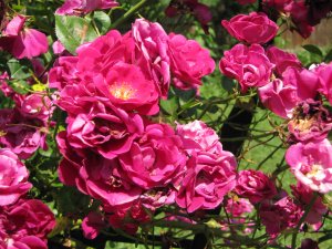 Pink Roses 1