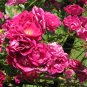 Pink Roses 1