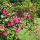Pink Roses 2