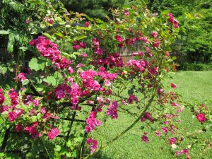 Pink Roses 2