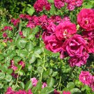 Pink Roses 3