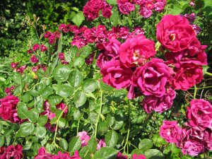 Pink Roses 3
