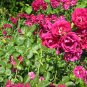 Pink Roses 3