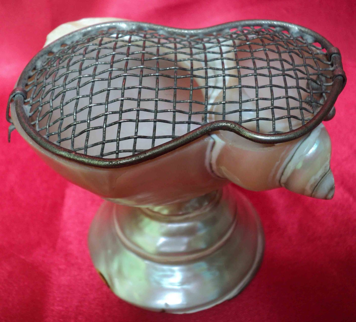 ANTIQUE TWO PIECE Pleurotomaria Rumphii Shell STAND