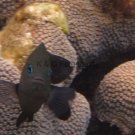 Little Black Fish