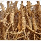 30years WILD FRESH LIVE GINSENG VERY NICE LARGE ROOTS