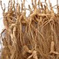 20years WILD FRESH LIVE GINSENG VERY NICE LARGE ROOTS
