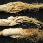 500g/1.1LB Best Chinese Panax White Ginseng Roots ChangBaiShan White Ginseng