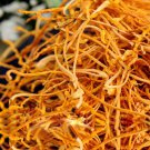 3.5OZ North Cordyceps/nourish kidney/moisten lung 100g
