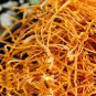 3.5OZ North Cordyceps/nourish kidney/moisten lung 100g
