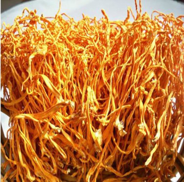 9OZ North Cordyceps/nourish kidney/moisten lung 250g Chinese Herbs Health Care