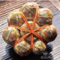 JingMa 8681 NvEr Queen pu er cha Orange Pu Erh tea Cakes Pu-erh tea 16 Mini Cake