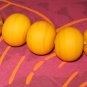 Hot Tropics Lampwork Beads