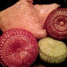 Knitting pillow Thai lace work