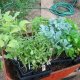 Starter Plants
