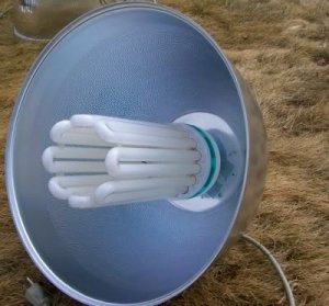 BEST ALUMINUM REFLECTOR GETS SMALL PLANTS GROWING FAST