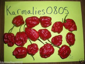 7 POD PEPPER 10+ SEEDS (A.K.A. 7 POT)   ~FREE SHIPPING~