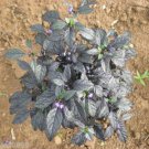 BLACK PEARL PEPPER 10+ SEEDS ******Free Shipping******