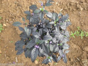 BLACK PEARL PEPPER 10+ SEEDS ******Free Shipping******