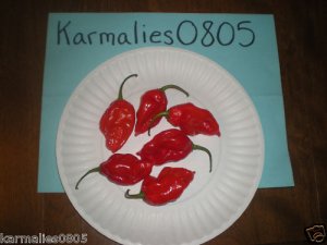 RED DEVIL'S TONGUE 20+ PEPPER SEEDS **Free Shipping**