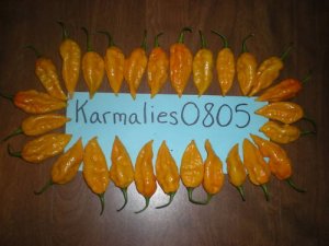 20+ DEVIL'S TONGUE PEPPER SEEDS