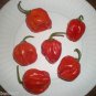 ANTILLES CARRIBBEAN 10+ SEEDS ~HOT LIKE BHUT JOLOKIA~