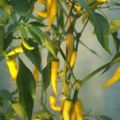 GOLDEN CAYENNE 20+ SEEDS  ********Free Shipping********