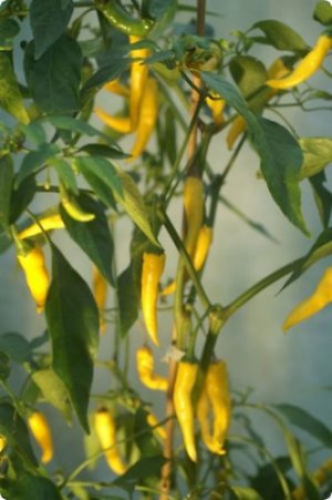 GOLDEN CAYENNE 20+ SEEDS  ********Free Shipping********