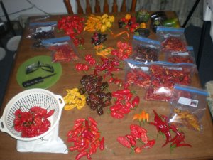 BHUT JOLOKIA + 6 OTHER PEPPER VARIETIES *****LQQK*****