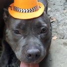 Cute-Puppy-Hat-Pet Kiity-Hat-Dog-Cat-pet customes- Chalie Hat