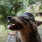 Cute-Puppy-Hat-Pet Kiity-Hat-Dog-Cat-pet customes- NEVY