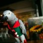Hoodie birdie Cloths Elf Parrot Bird Cockatiel cockatoo  Paraket  Macaw  Conure