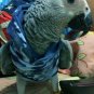 Cloths Soldier Hoodie Parrot Bird Cockatiel cockatoo Paraket Macaw Conure