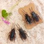 Realistic Looking Fake Cockroach Bug Critter Hair Clips Barrette