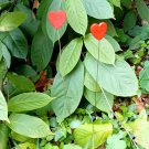 Simple Classy Plant Stake Red Hearts Decorative Metal Pick - Set of 2