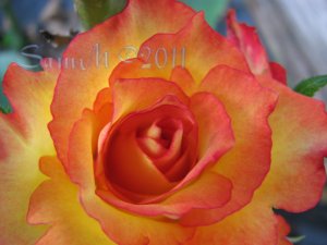 Rose Soul 6, 5x7 Print - Fine Art Image Photo Digital Flower floral flame rose